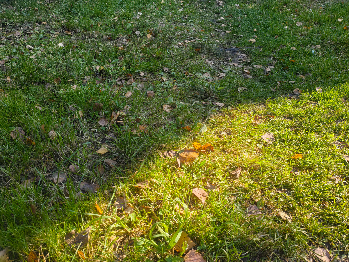 Весной этих листьев не будет. 