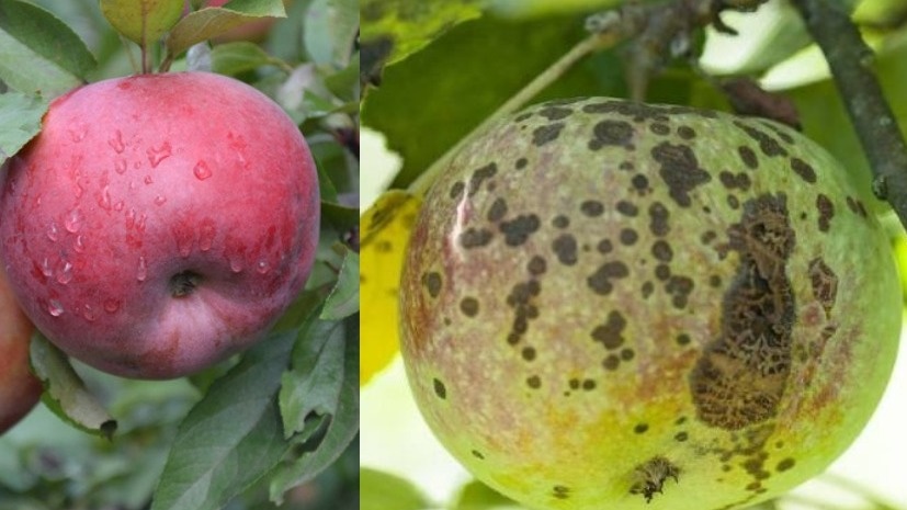 Я собирался выкорчевать свой сад: обработка плодовых осенью изменила мое решение (Новая жизнь старых деревьев)