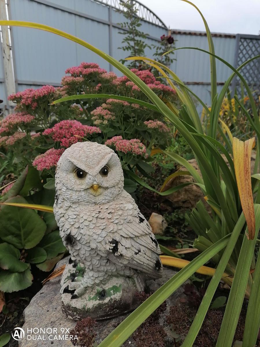 Очиток видный 