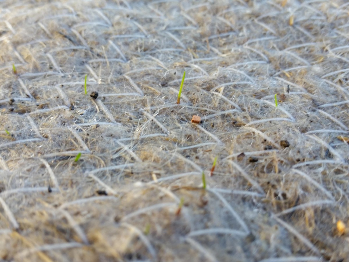 Ростки, прорастающие из биомата.