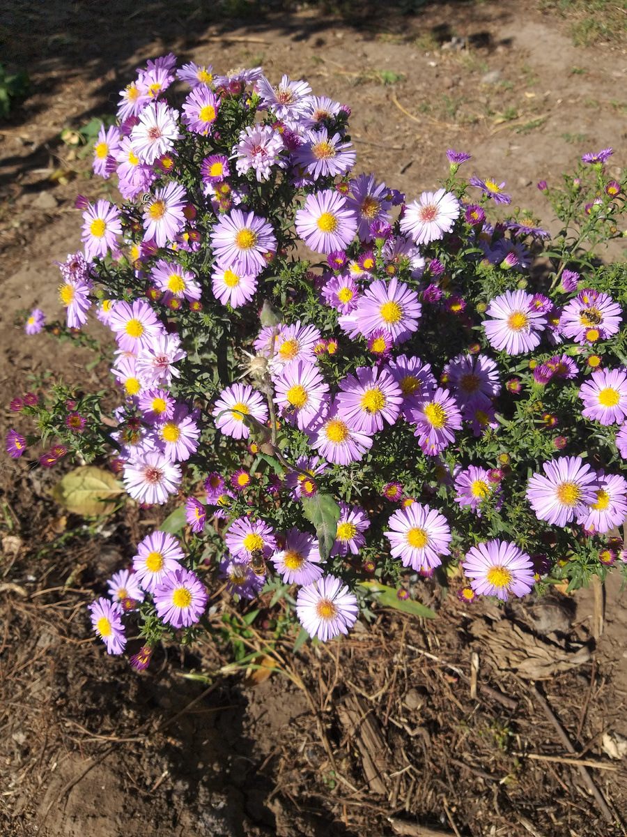 Последний оазис лета