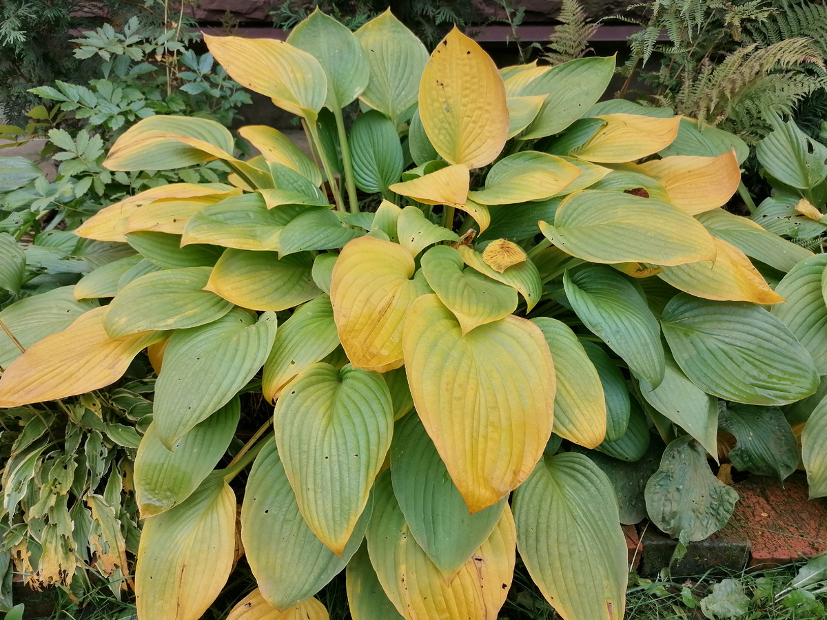 Хосты пожелтели в октябре 2024. Фото автора @Маша Генералова