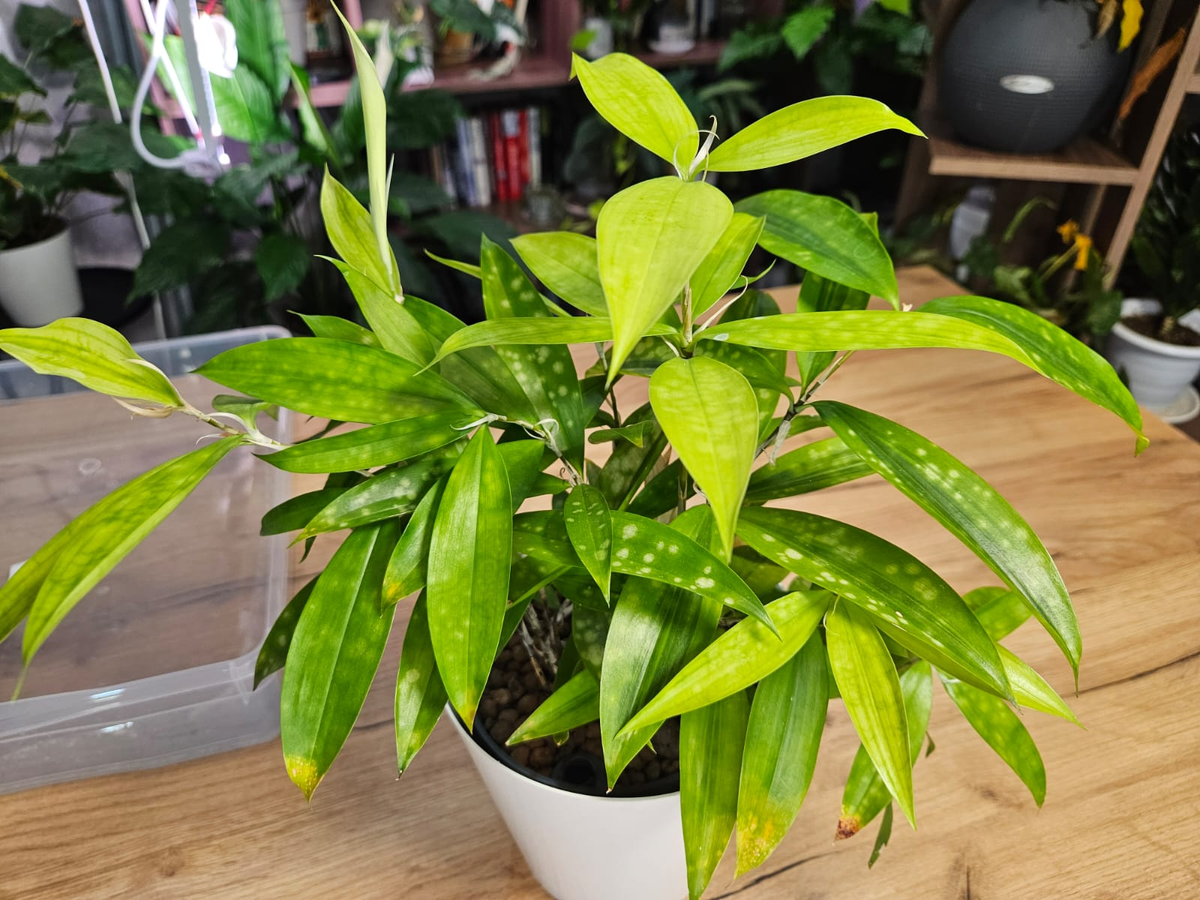 Одна из моих спонтанных покупок - драцена суркулоза майк