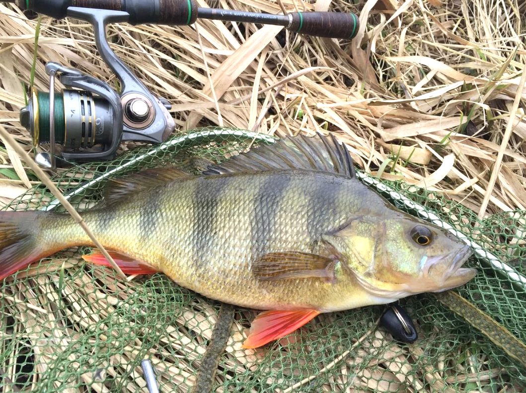 фото с ресурса Яндекс картинки