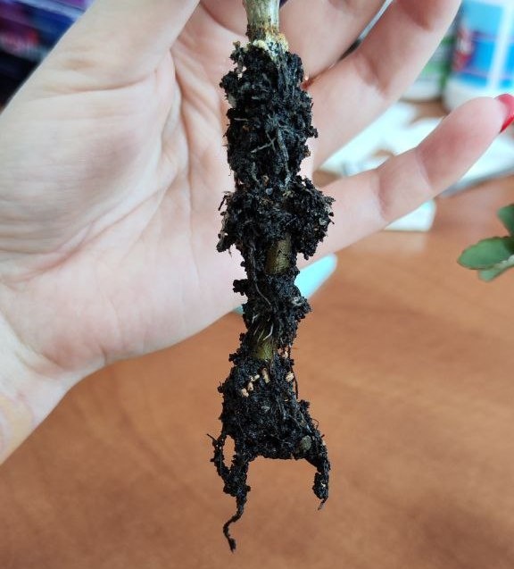 Последствия залива, без оказания помощи растению