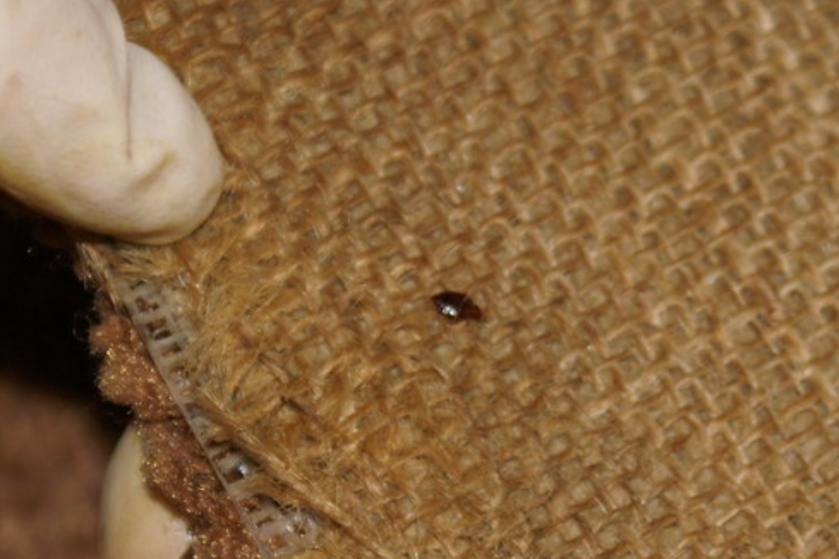 Домашний клоп