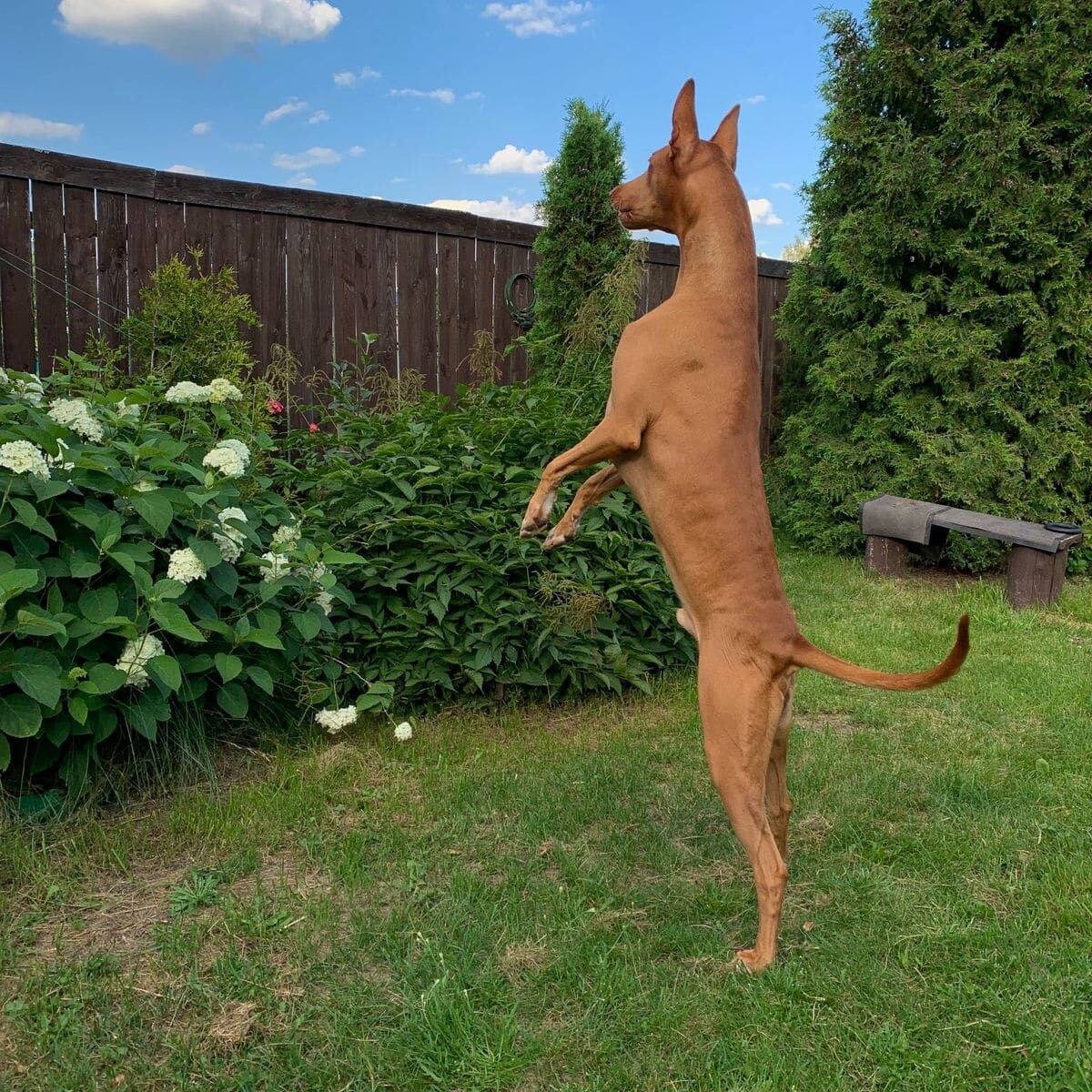 Ричи смотрит как сосед пытается не упасть с крыши