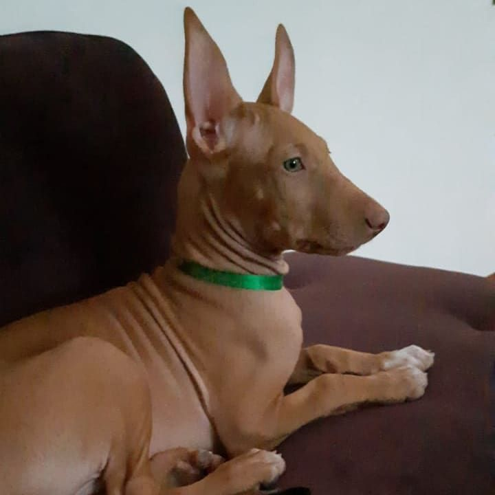 Ричи 2 месяца и он только-только перебрался в наш дом из питомника