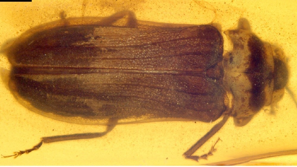    Фото: Chenyang Cai et al./Proceedings of the Royal Society B: Biological Sciences, 2024