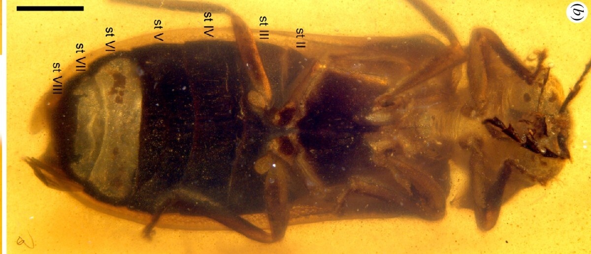     Фото: Chenyang Cai et al./Proceedings of the Royal Society B: Biological Sciences, 2024