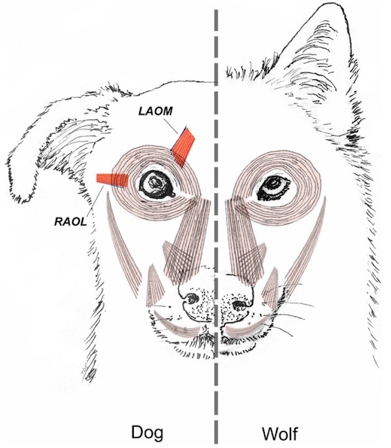 Источник: Хабр. Как различается строение мышц и собак и волков.