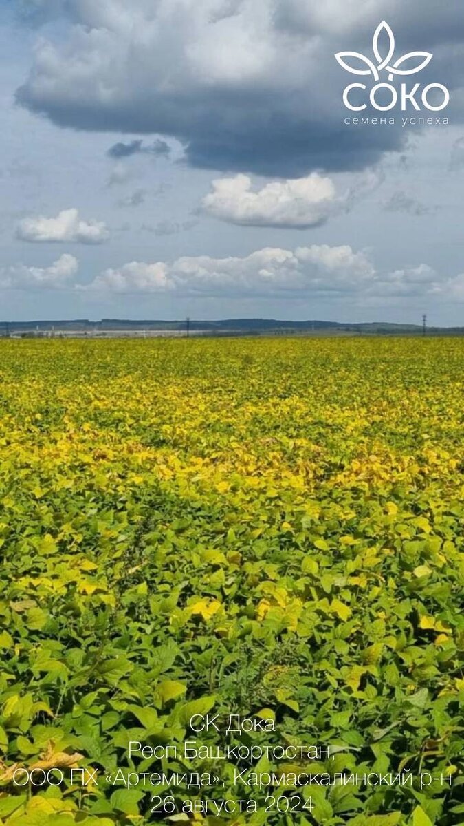 СК Дока, сорт сои селекции Компании "СОКО" показал отличные результаты - 30,3 ц/га – в ООО ПХ «Артемида» Кармаскалинского района