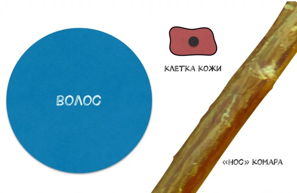 Какой самый маленький год был. Китайский гороскоп. Китайский календарь потгодам. Самый маленький человек в мире. Самый маленький человечек в мире.