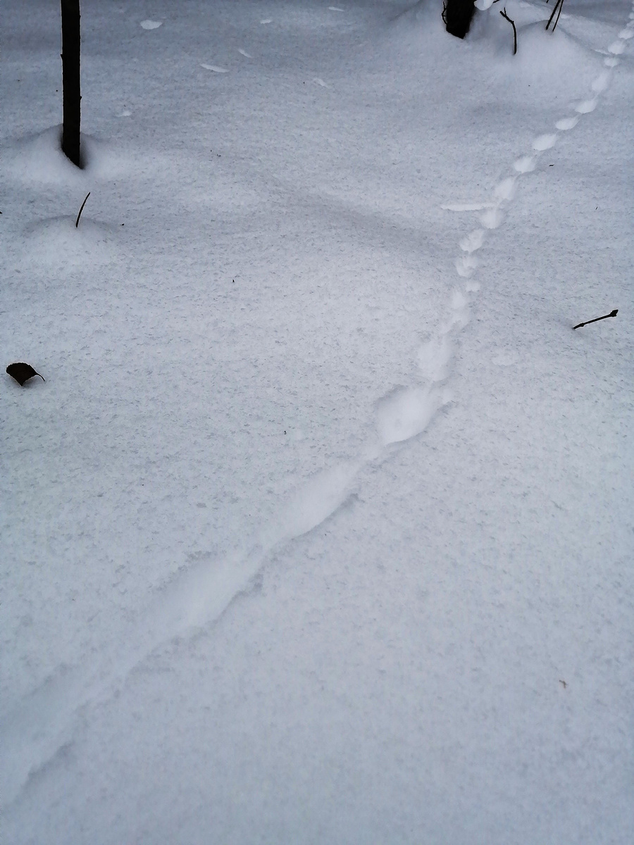 Пришла зима в 2023 году