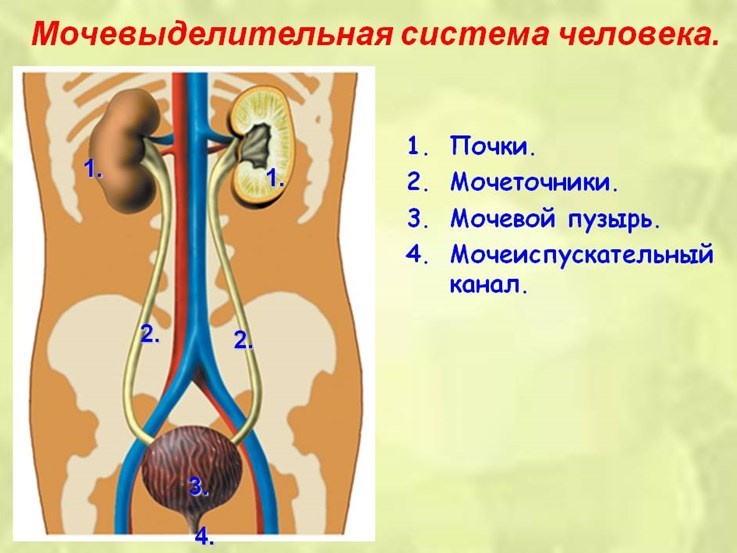 Источник изображения - Яндекс Картинки