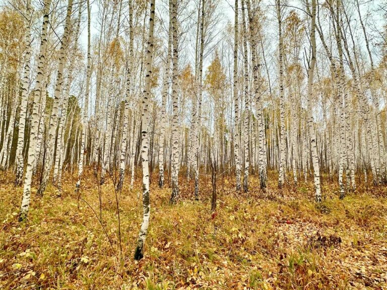    «Дерево-пионер». Сотрудники Бузулукского бора поделились фото березовой рощи Кристина Просвиркина