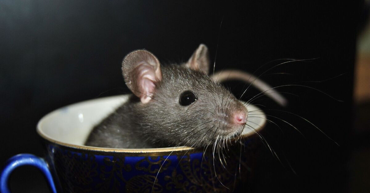Не каждый захотел бы обнаружить крысу в своей кружке