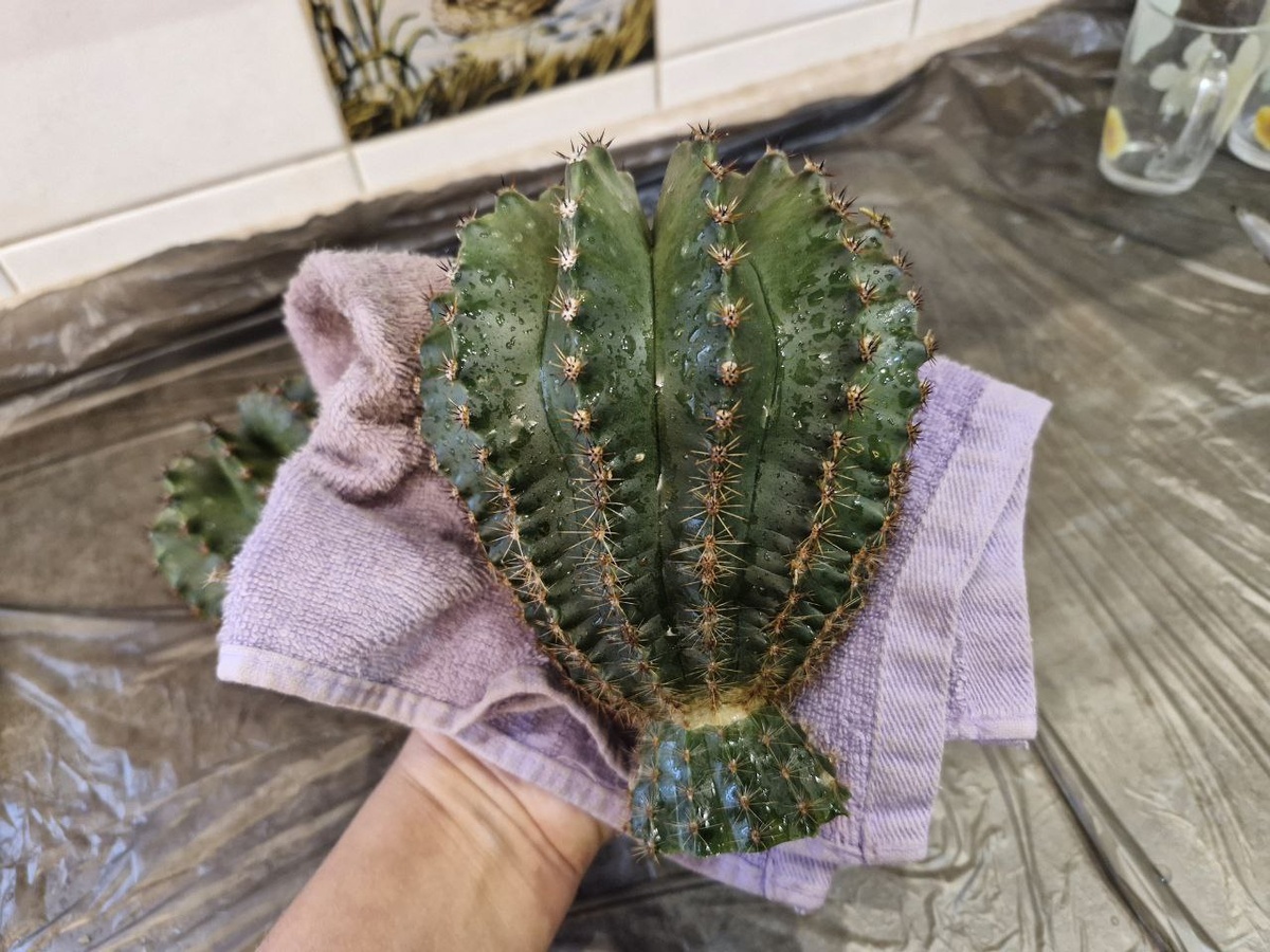 Большой, уже после обрезки