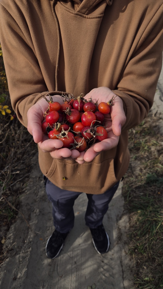 Шиповник в бухте напротив маяка Егорова