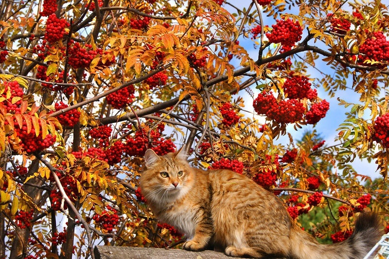  : stihi.ru