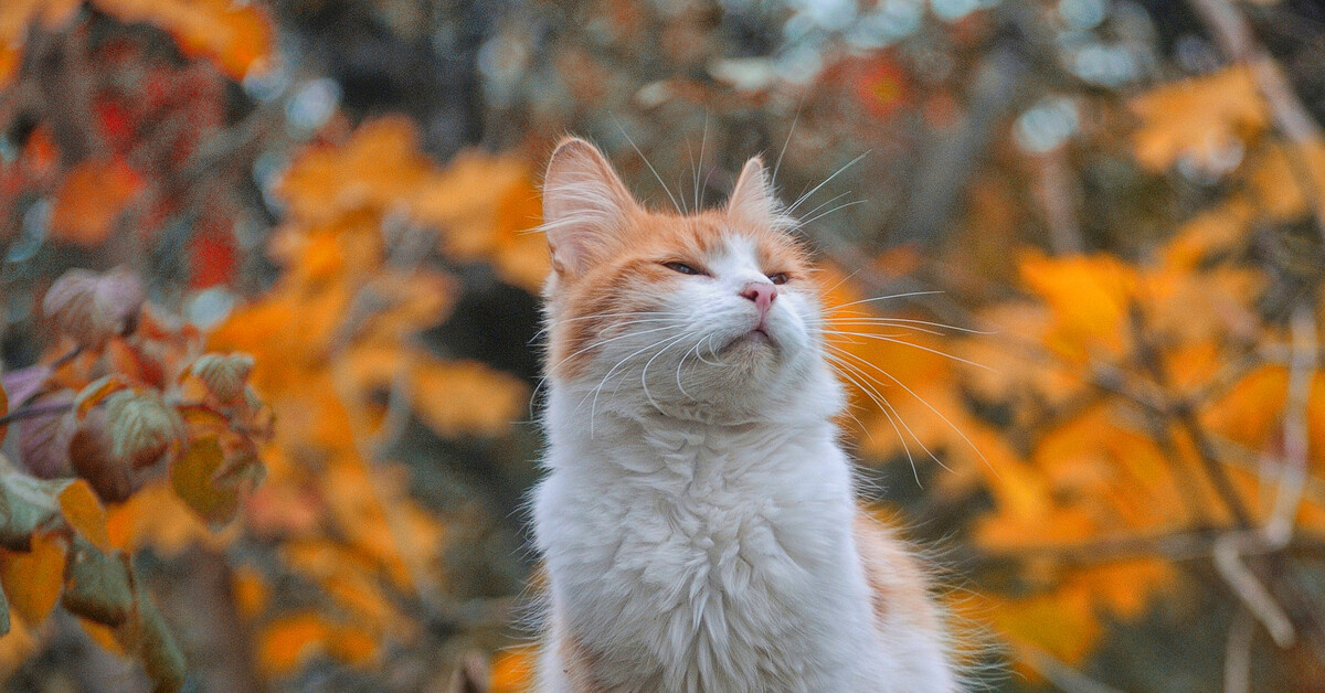  : pikabu.ru