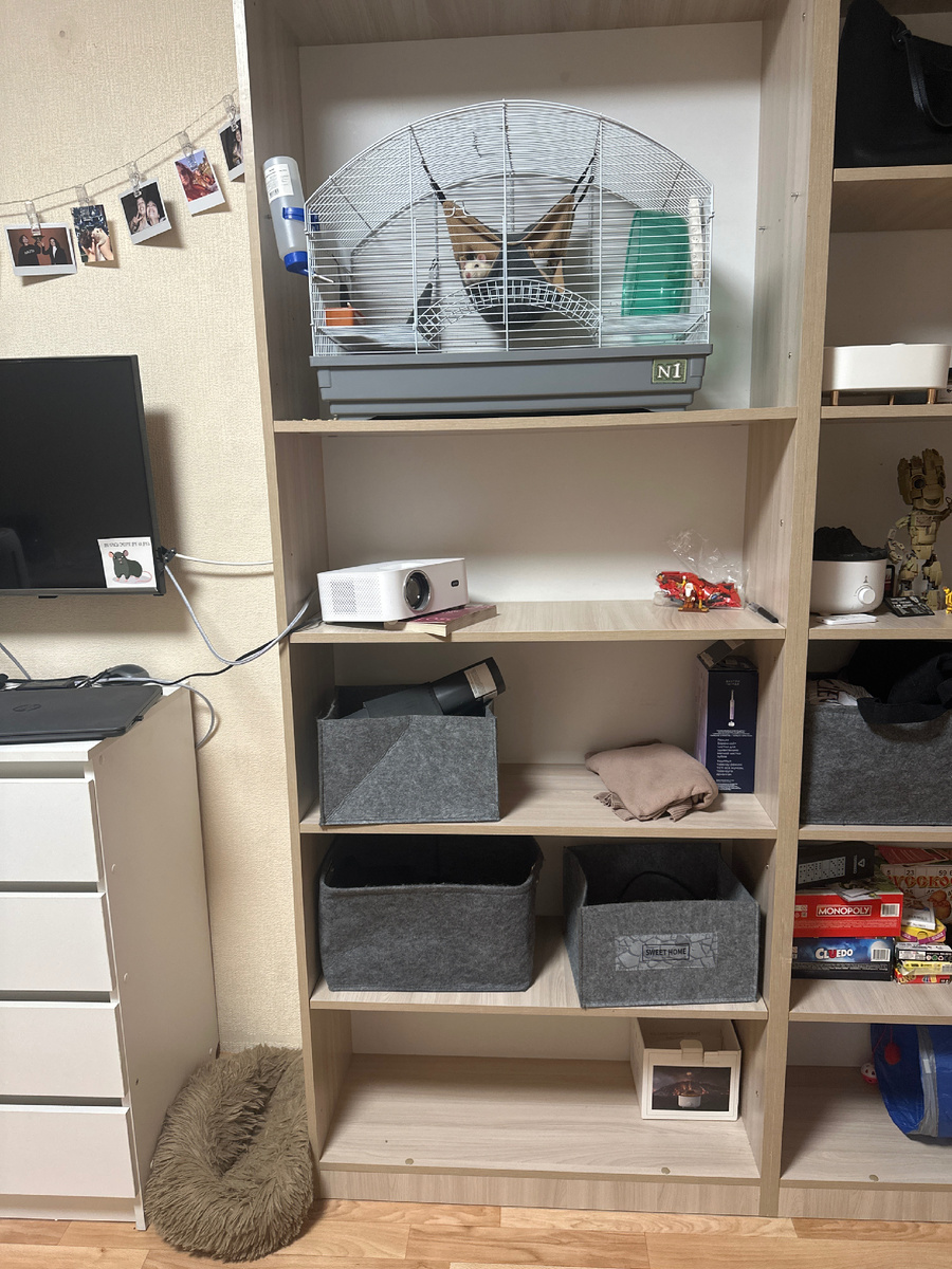 Поставили клетку на верхнюю полку 