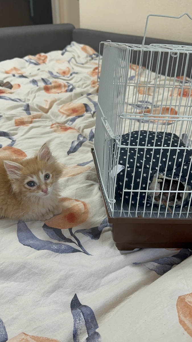 Батоша рядом с клеткой с крысами