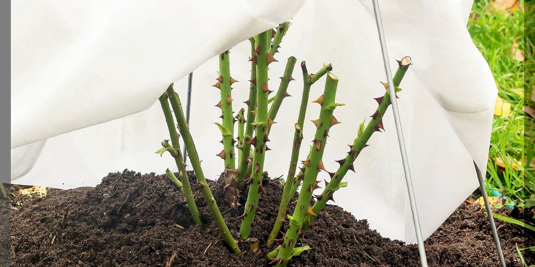 Подготовка роз к зиме и забота о розах осенью: как правильно укрывать и обрезать розы на зиму