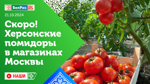 Наши | Херсонские томаты выходят на рынки регионов России