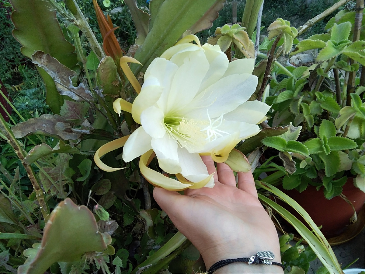 Вот этот прекрасный цветок сидит в двух горшках.