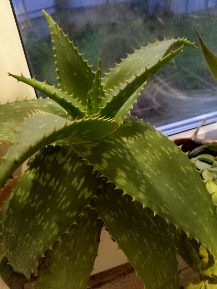 Кучу деток дал. Деток надо убирать, с ними алоэ не зацветёт 