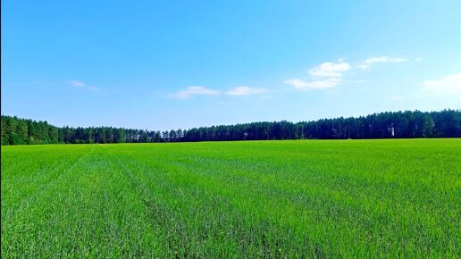 РАССЛАБЛЯЮЩЕЕ ПЕНИЕ ПТИЦ ДЛЯ ОТДЫХА И КРЕПКОГО СНА. УСПОКАИВАЮЩИЕ ЗВУКИ ПРИРОДЫ. ЗВУКИ ПРИРОДЫ ДЛЯ СНА