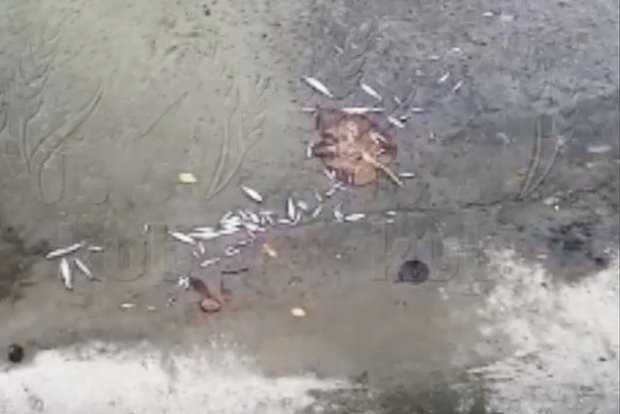 Кадр: Telegram-канал Kub Mash