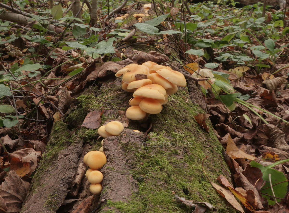 Моя фламмулина, которая уже на столе (фото И.Лебединского)