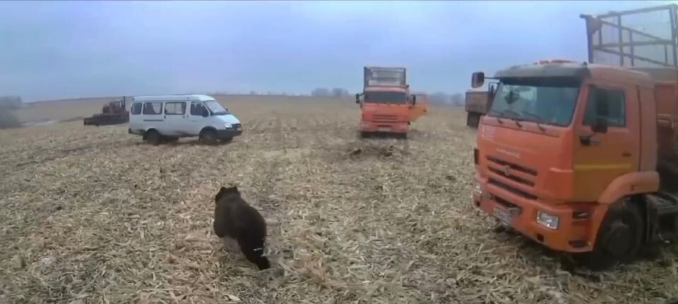    Медведь выбежал на поле в Алтайском крае. Источник: Barnaul 22