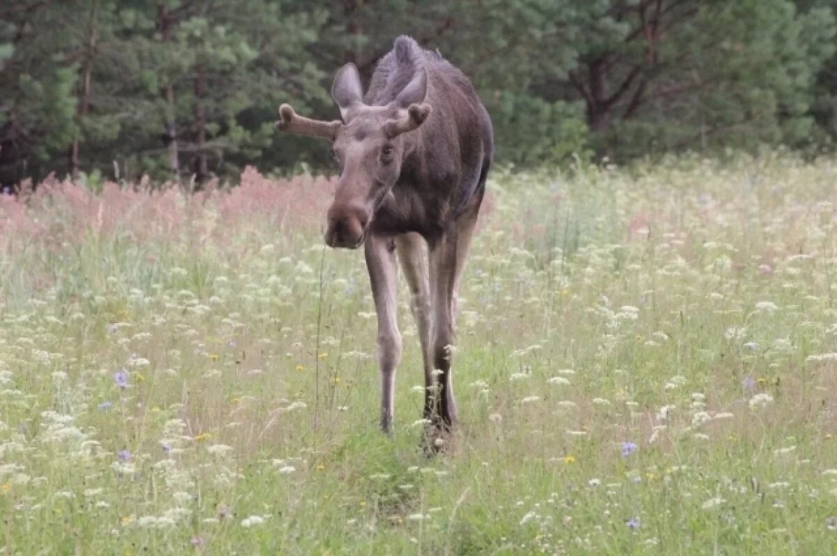    Девять ДТП с лосями произошло в Нижегородской области за неделю
