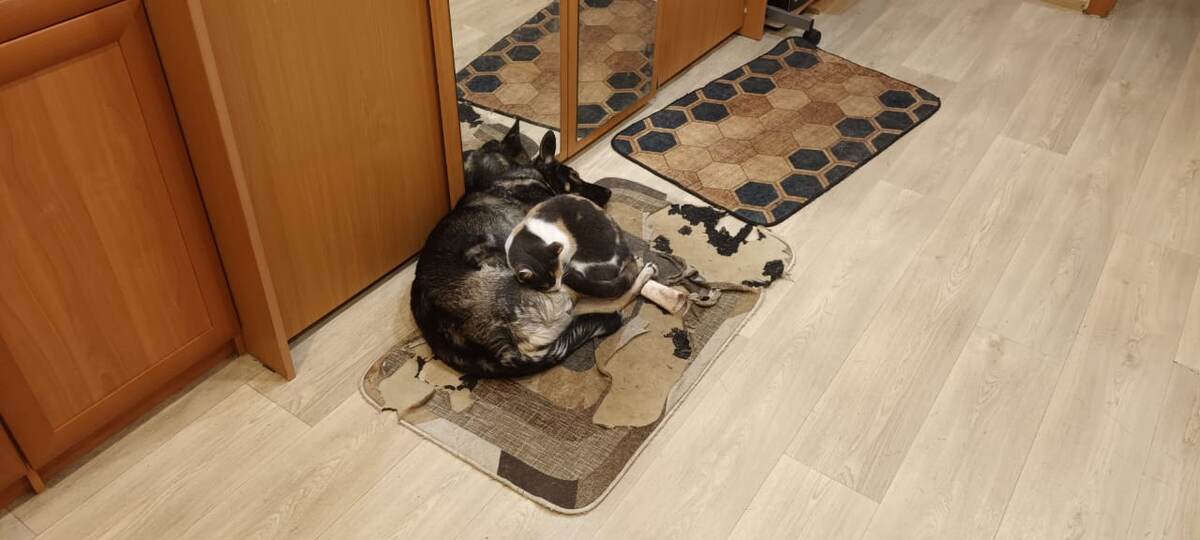 Годная собака. даже спать на ней можно!