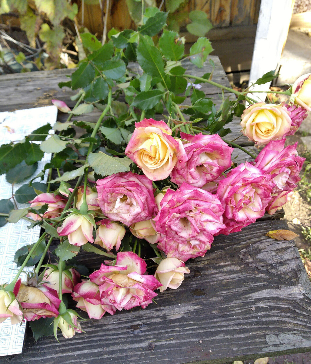 фото сделано 18 октября 2023 г.