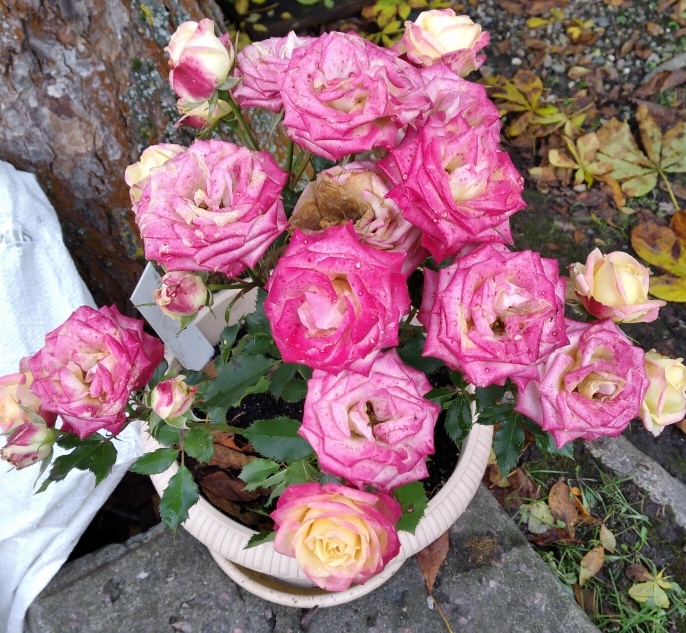 фото сделано 18 октября 2023 г.