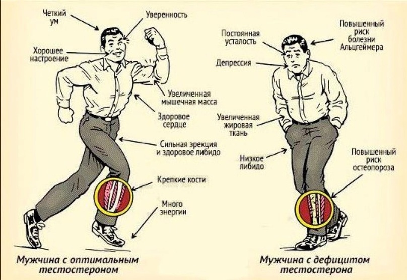 Вот и разница между высоким и низким уровнем тестостерона.