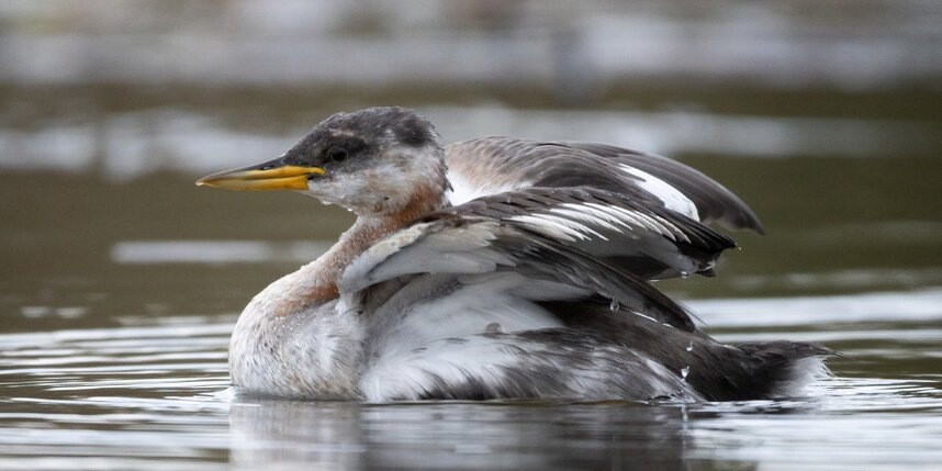    t.me/kazdoytvaripopare