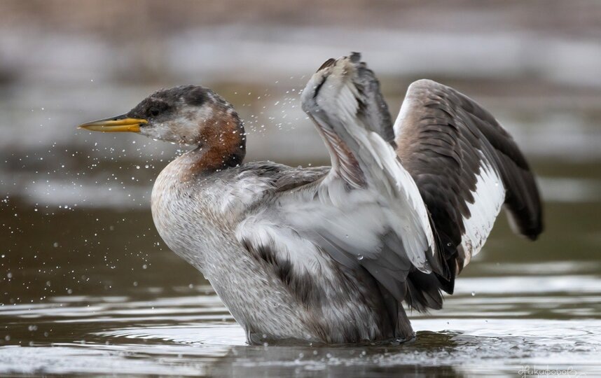    t.me/kazdoytvaripopare