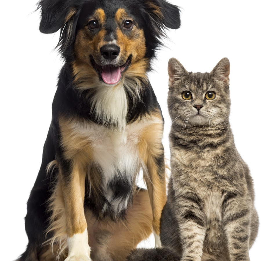 из фотостока