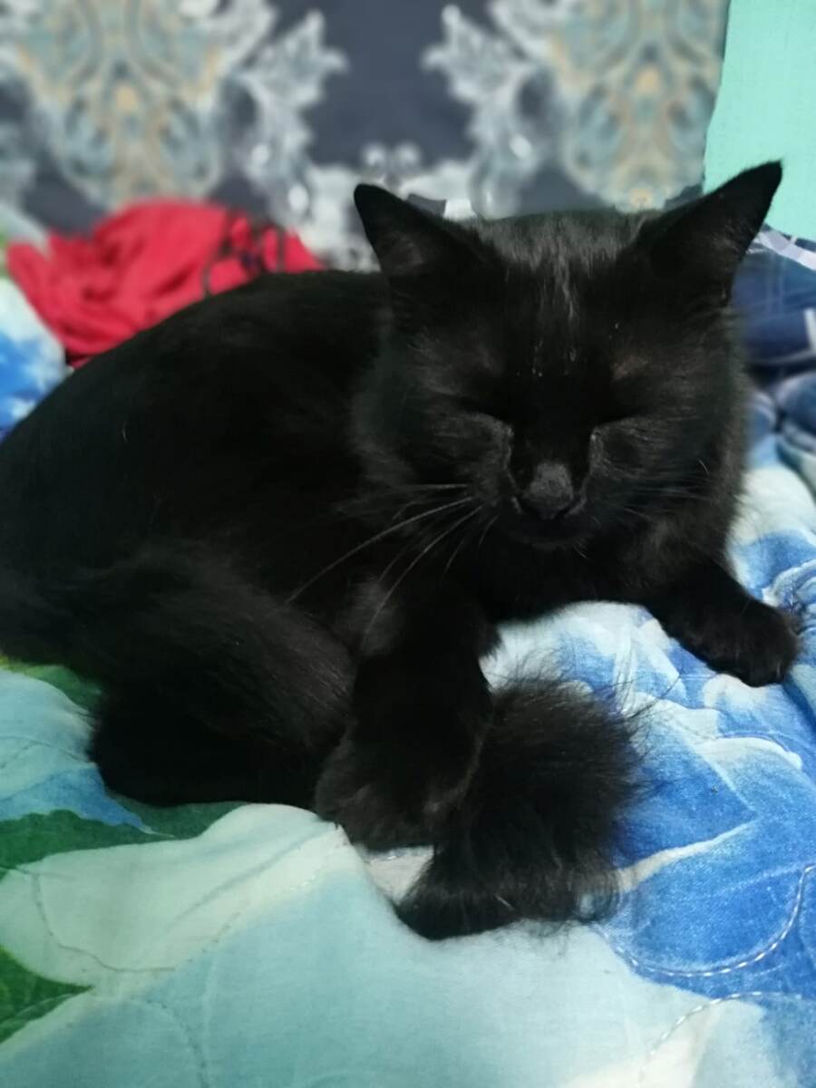 Собственно, Барсик