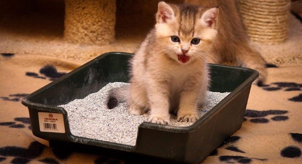 Фото из Интернета.