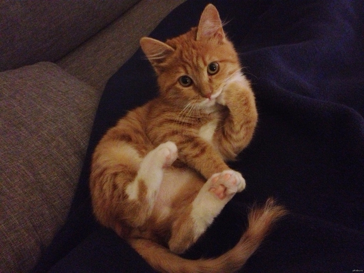 Фото из Интернета.