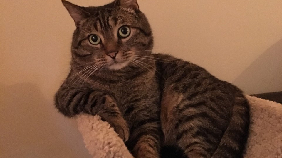 Что известно о том, как кот воспринимает человеческую речь