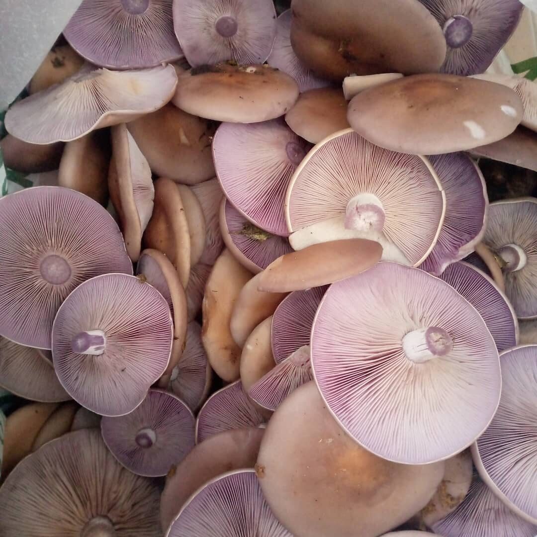 Рядовка фиолетовая.