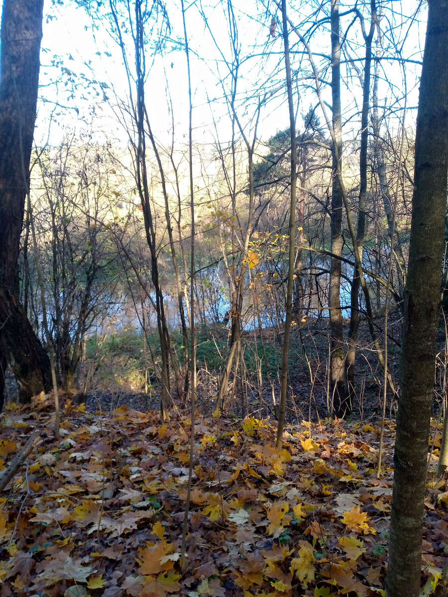 Ближайший лес