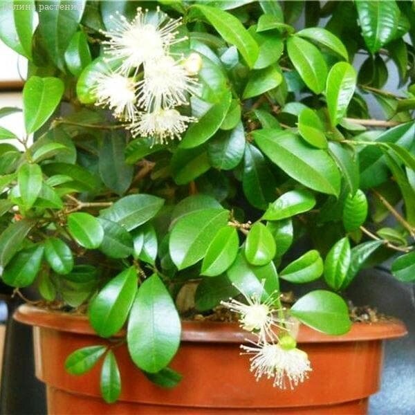 Евгения Миртолистная (Eugenia paniculata)
